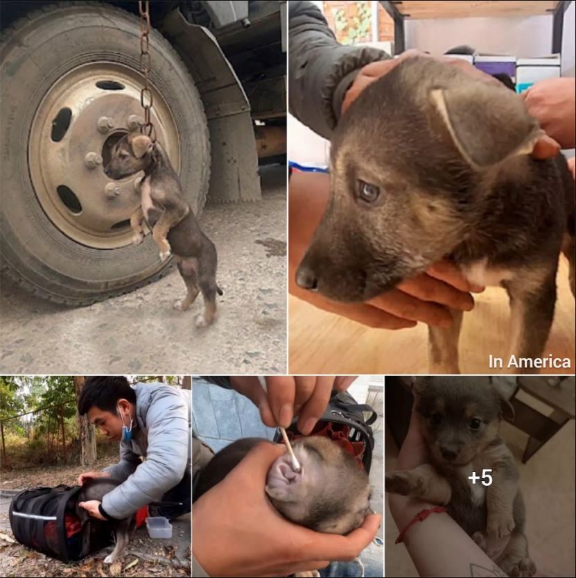 The Lucky Reunion: A Pitbull’s Journey from Abandonment in a Parking Lot to Finding its Negligent Owner